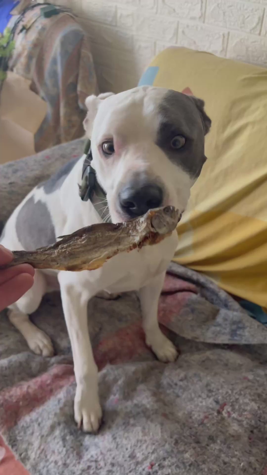 TRUCHAMIJO - TRUCHAS ENTERAS DESHIDRATADAS x 4 UNIDADES